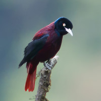 Maroon Oriole
